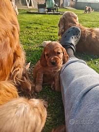 Cocker Spaniel Inglese