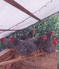 Galline pulcini Amrock