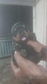 Rottweiler femmina