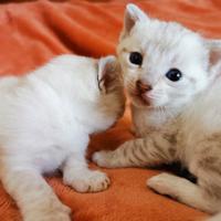 Cuccioli bengala snow lynx