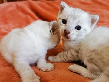 Cuccioli bengala snow lynx