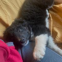 Cucciola border collie