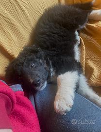 Cucciola border collie