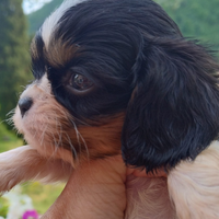 Cavalier king cuccioli