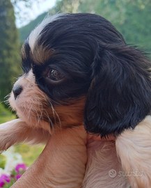 Cavalier king cuccioli