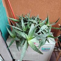 Aloe Saponaria Milano