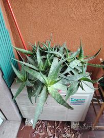 Aloe Saponaria Milano