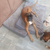 Boxer di 7 mesi con pedigree