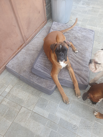 Boxer di 7 mesi con pedigree