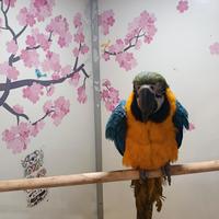 Cucciolo di pappagallo ara arauna