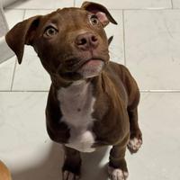 American pitbull Red Nose