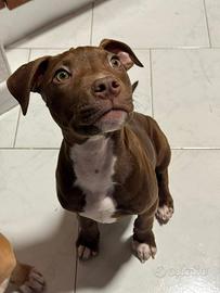 American pitbull Red Nose