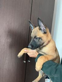 Cuccioli di cane da pastore belga?