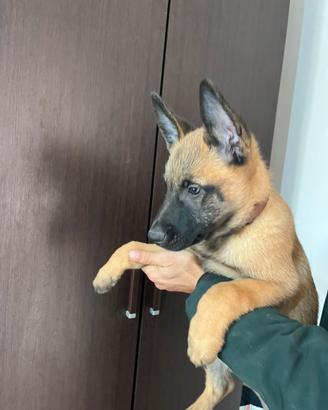 Cuccioli di cane da pastore belga?