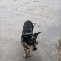 Cattledog maschio di 1 anno