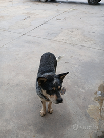 Cattledog maschio di 1 anno
