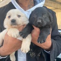 Labrador retriever