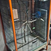 voliera per pappagalli 