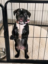 Bulldog Francese Femmina 3 Mesi - 2 Vaccini