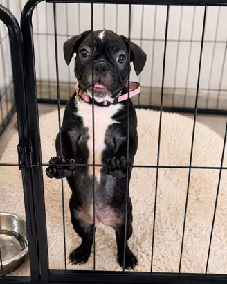 Bulldog Francese Femmina 3 Mesi - 2 Vaccini