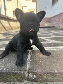 Bulldog francese nero tigrato
