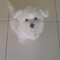 Maltese