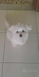 Maltese