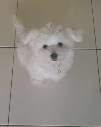 Maltese