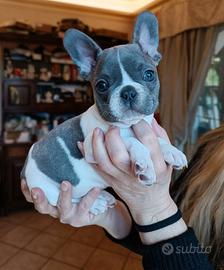 Bulldog francese esotico