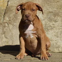 Cuccioli di American Bully XL