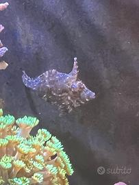 Tomentosus pesce acquario marino