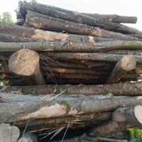 Legna di  Frassino 9.50€ al quintale