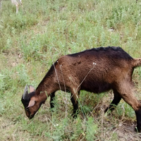 Capretto