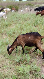 Capretto