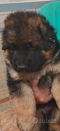 Cuccioli di cane pastore tedesco