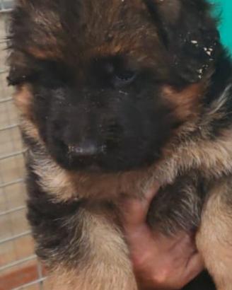 Cuccioli di cane pastore tedesco