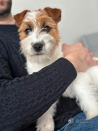 Maschio Jack Russell