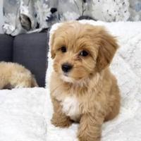 Cuccioli maltipoo maschi e femmine