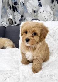 Cuccioli maltipoo maschi e femmine