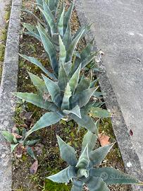 Piante di agave
