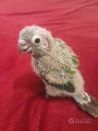 Pulli Pyrrhura Perlata allevati a mano