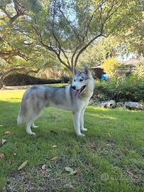 Siberian Husky
