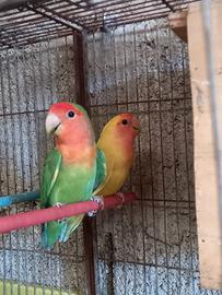 Coppia di inseparabili 
