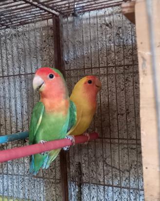 Coppia di inseparabili 