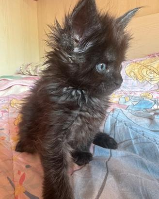 Maine Coon