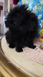 Barboncina maltipoo