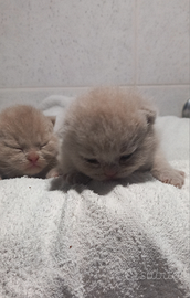 Cuccioli british shorthair lillac