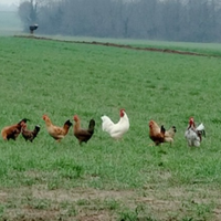 Galline