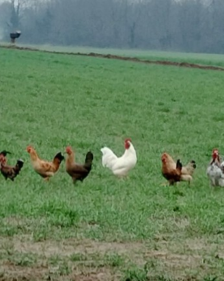 Galline