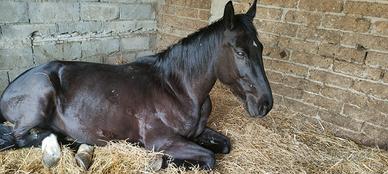 cavallo nero puro sangue